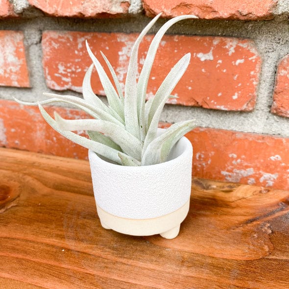 MILO Walnut | Rustic Hanging Shelves